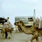 Camel is Pakistan, on Bogdan's 1986 kayaking expedition